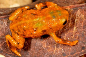 Сім видів маленьких жаб, знайдених на семи горах Сім видів маленьких жаб, знайдених на семи горах